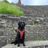 House sit pet parent - Swiss townhouse in Geneva and a lovely labrador named Olive.