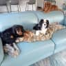 House sit pet parent - Long weekend sits - for 3 cute little fluffballs.