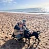 House sit pet parent - One week sitting in South West London Apartment with Labrador.