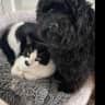 House sit pet parent - Yorkipoo and kitty for cuddles and playtime