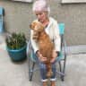 House sit pet parent - Hi my name is Archie I’m a little Pom and  I need someone to look after me.