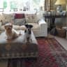 House sit pet parent - looking after Indi & Utah my Norfolk Terrier and Jack Russell