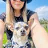 House sit pet parent - 2 dogs, 1 cat & 2 guinea pigs house sit required