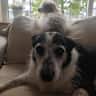 House sit pet parent - Two old cuties in County Mayo Ireland