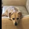 House sit pet parent - Cote d'Azur -3 Weeks in a Cottage on 16 Acres  Twenty Minutes From Cannes