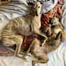 House sit pet parent - Sunshine Beach - Noosa Apartment