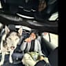House sit pet parent - Chill Husky in Downtown Austin Needs a Loving Sitter