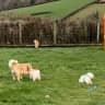 House sit pet parent - Devon countryside retreat.  Relax and unwind or explore the coastal pathways