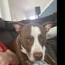 House sit pet parent - Need sitter for 3 dogs.