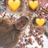 House sit pet parent - Friendly cat, Sunny garden & tennis court