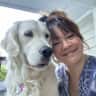 House sit pet parent - Sweet 2 year old English Cream Golden Retriever looking for a loving sitter.