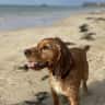 House sit pet parent - Golden cocker spaniel who is king of NYC