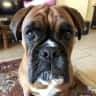 House sit pet parent - Adorable 4 year old Boxer to look after in a beautiful house in the Dordogne.