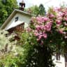 House sit pet parent - sit & stay ... 2 dogs & 1 cat in the heart of the Austrian Salzkammergut