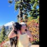 House sit pet parent - Mountain Lifestyle in Squamish – Lovely Apartment & Gentle Pup