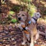 House sit pet parent - Start your Autumn in a Large, Modern Home on the Waterfront Near Halifax.