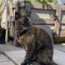House sit pet parent - Pickle and her Hanwell Castle