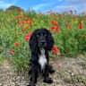 House sit pet parent - Charming Cottage in the Yorkshire Dales – Care for Our Dog While We’re Away