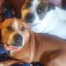 House sit pet parent - A hills home that is 25 mins from the airport, on over an acre.