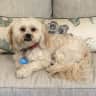 House sit pet parent - 1907 Home/1 sweet dog.  1 block to Washington U.  2 blocks to Forest Park