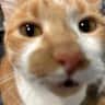 House sit pet parent - Cat sitter for friendly, cuddly kitty in Mill Valley