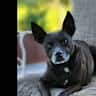 House sit pet parent - Cool dog, quaint house, great location!