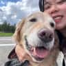 House sit pet parent - Rina with Tank, golden retriever