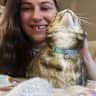 House sit pet parent - House Sitter for one cat