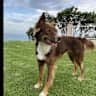 House sit pet parent - Beach House with Hazel