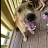 House sit pet parent - Hawai'i Ohana looking for loving dog care for month of July.