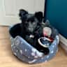 House sit pet parent - Stay in Historic Godmanchester with Our Friendly Dog Sally