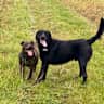 House sit pet parent - Two overly loving dogs looking for humans to spoil!