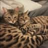 House sit pet parent - Need a responsible cat sitter for two Bengal kittens and a Siamese