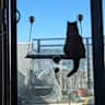 House sit pet parent - Seeking Reliable House Sitter to Care for Two Cats