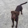 House sit pet parent - West End Halifax - one dog to watch