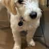 House sit pet parent - Puppy Time with Millie Bear