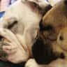 House sit pet parent - Bella and Elmo need a friend