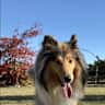 House sit pet parent - North Canterbury Rural Retreat
