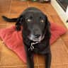 House sit pet parent - Spanish house in sunny residential area