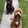 House sit pet parent - Loving Cockerpoo’s in beautiful Scottish countryside location.