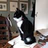 House sit pet parent - ELMA the cat, aged 16, super-sociable, in her sunny, book-filled Cambridge home