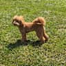 House sit pet parent - Come enjoy our home with resident Goldendoodle Ollie!