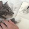 House sit pet parent - Cat lover needed in Vancouver
