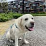 House sit pet parent - Spacious house and garden in the heart of Ljubljana with a lovely senior Lab.
