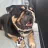 House sit pet parent - Lovely central apartment and loving English bulldog that needs sitting.