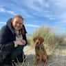 House sit pet parent - Beautiful Fox Red Lab in need of loving sitters whilst we are away