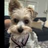 House sit pet parent - Pet/ house sitting in Destin, Florida