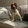 House sit pet parent - Housesitter to mind our beautiful Welsh Springer in our lovely welsh barn