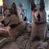 House sit pet parent - Two huskeys search for sitters in the summer for one weekend in Sweden.