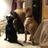 House sit pet parent - Pet sitter required  in Cyprus